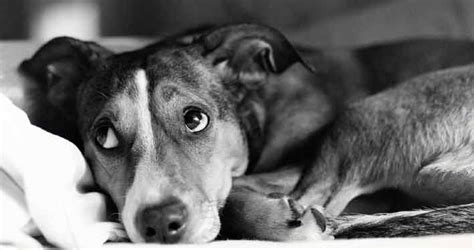 Selbst wenn ihr hund beim spazierengehen etwas nass wird: Hundedecken kaufen | Jetzt im Online Shop Society Dog