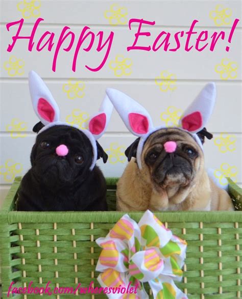 27 Best Easter Pugs Images On Pinterest Pug Dogs Pugs