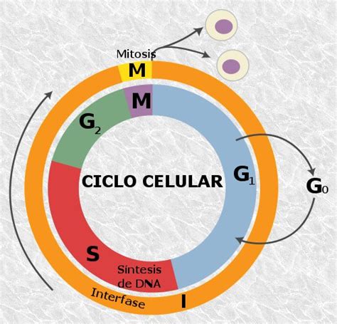 Fases Del Ciclo De La Celula Dinami