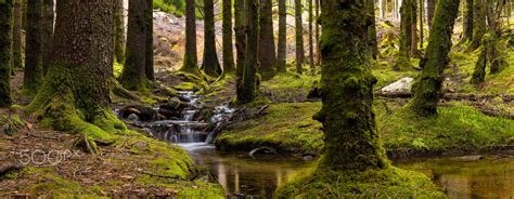 Spring Forest Stream Spring Forest Forest Stream Old Trees
