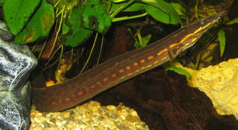 The freshwater fish lists are based on an electronic version downloaded 3 december 2015. Fire Eel - one of the most Colorful freshwater eel - Live ...