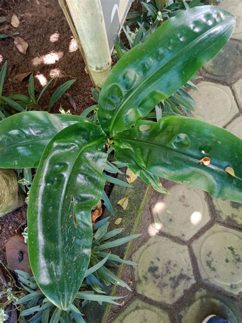 Ini Dia! Gambar Tanaman Bunga Desember yang Mantul ...