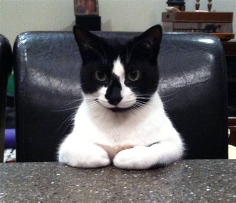 16 Pictures Of Cats Sitting Like Humans We Love Cats And Kittens