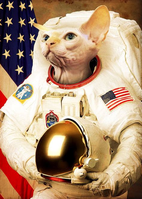Cat Astronaut Wallpapers Top Free Cat Astronaut Backgrounds