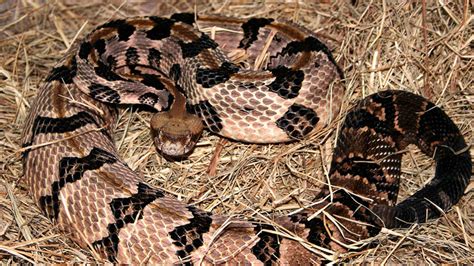 The Six Venomous Snakes In North Carolina Abc11 Raleigh Durham