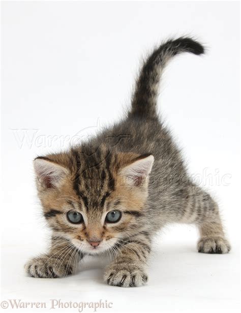 Cute Tabby Kitten 6 Weeks Old Photo Wp42802