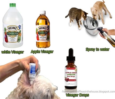 15 How Does Apple Cider Vinegar Kill Fleas Best Acv White Vinegar For