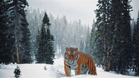 Download Wallpaper Siberian Tiger In Winter Landscape 1920x1080