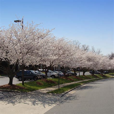Hanne Hansen Dwarf Flowering Cherry Trees For Sale The Spectacular