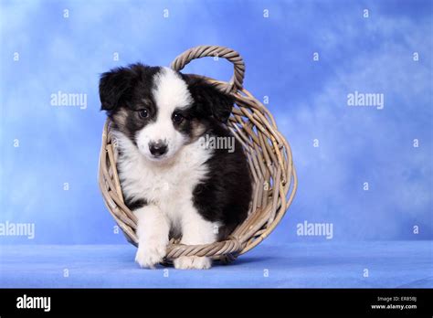 Miniature Australian Shepherd Puppy Stock Photo Alamy