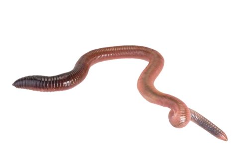 Earthworm Worm Png