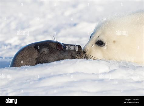 Harp Seal Pagophilus Groenlandicus Female Emerging From Breathing
