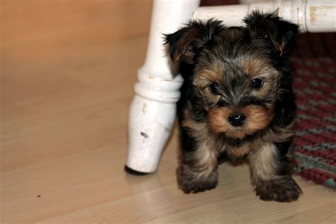 Check spelling or type a new query. Butler Pups: Yorkies - 6 weeks old