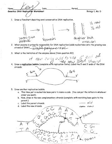 Dna replication is the process in which dna is copied. 17 Best Images of DNA And Replication POGIL Worksheet ...