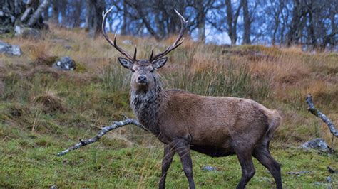Red Deer Likely Got A Boat Ride To The Scottish Isles 5000 Years Ago Mental Floss