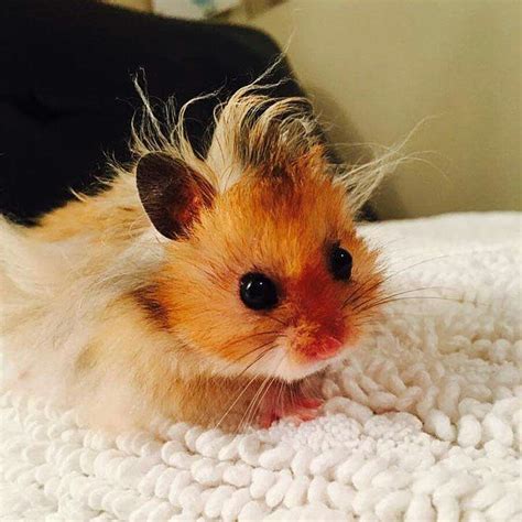 Baby Hamster Has A Bad Hair Day Lol Cute Little Animals Cute Funny