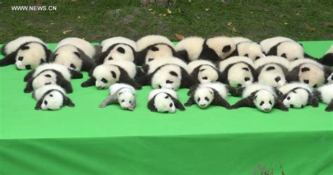 23 Panda Cubs Born In 2016 Make Debut In Sw China Cctv News English