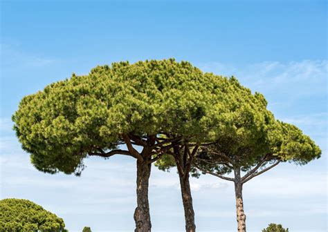 Pin Maritime Pinus Pinaster Plantation Taille Et Entretien