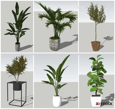 Plant Sketchup Modeling 3d Stock 3d Models For Professionals