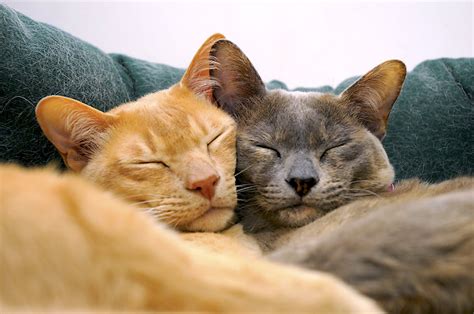 Want To Keep Bonded Cats Happy Keep Them Together