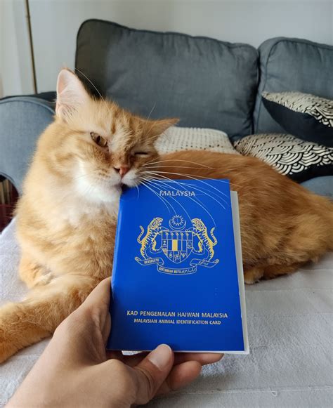 This Cat Just Got Its Official Malaysian Passport Here