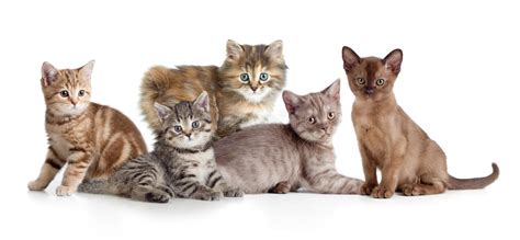 Here are more terrific images for our pictures of cats. Different Kitten Or Cats Group Stock Image - Image of ...