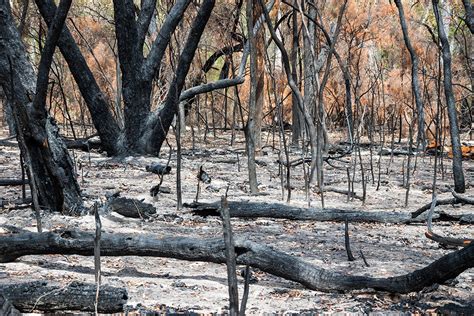 Bush Land Recovery After Fire Katanning Landcare