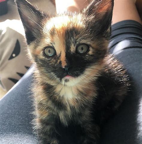 30 Tortie Kittens Being Ridiculously Cute Meow As Fluff