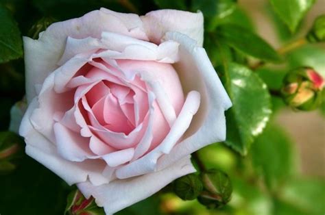50 Gambar Bunga Mawar Terlengkap 2017 Warna Putih Ungu Pink Hitam