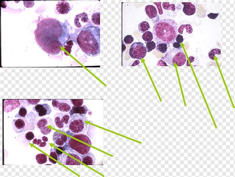 Flowering Plant Promyelocyte Schwann Cell Purple Violet Flower Png