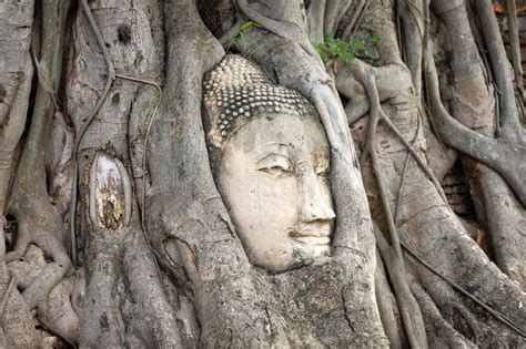 Ayutthaya Buddha Head In Tree Roots Buddhist Temple Wat Mahathat In
