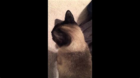 Siamese Cat Meowing Best Cat Wallpaper