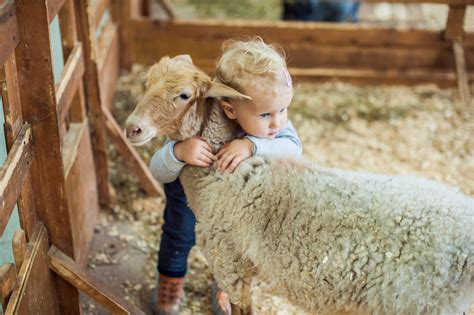 Things to do near animal farm petting zoo. The Hidden Health Danger at Petting Zoos | Reader's Digest