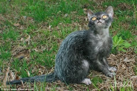 Breeders Have Developed A Cat That Looks Like A Werewolf Adorable