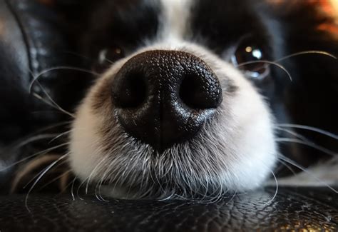 Nose Dog Black · Free Photo On Pixabay