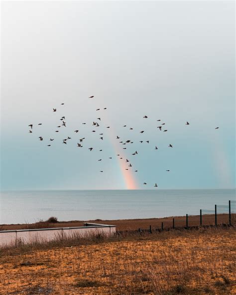 Birds Flying Over The Sea · Free Stock Photo