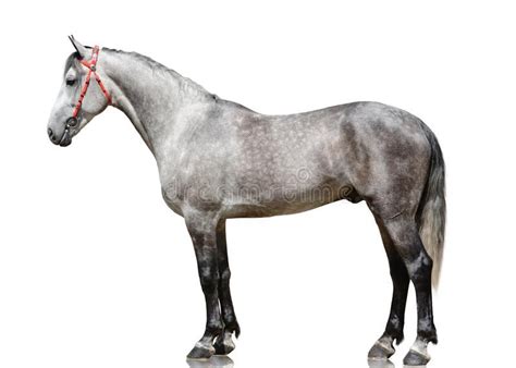 Photo About The Gray Stallion Orlov Trotter Breed Stand Isolated On