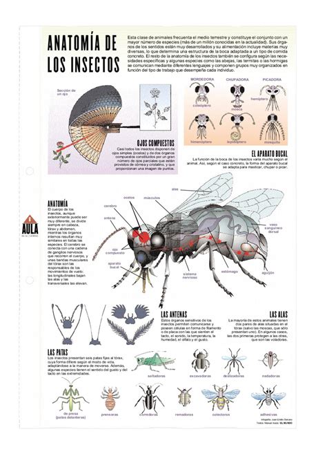 Anatomía De Los Insectos By Pedro Márquez Issuu