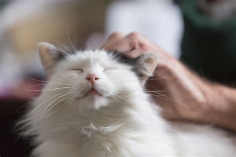 How Exactly Do Cats Purr Great Pet Care