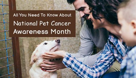 National Pet Cancer Awareness Month - BudgetPetWorld