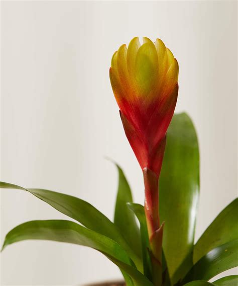 Buy Potted Bromeliad Indoor Plant Collection Bloomscape In 2022