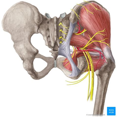 Posterior view of gluteus maximus and gluteus medius. Hip Joint - Ligaments, Movements, Muscles | Kenhub