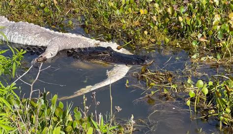 Florida Alligator Filmed Dragging Giant Rotting Gator Carcass In Its Jaws