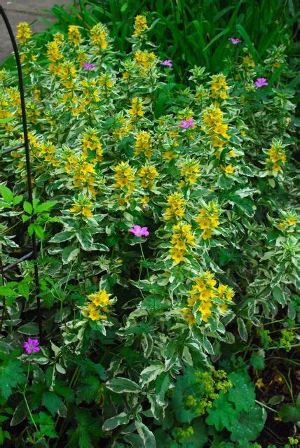 Silver star vinery, located in the foothills of the cascades in. Wife, Mother, Gardener: Gardening in Pennsylvania~ June ...