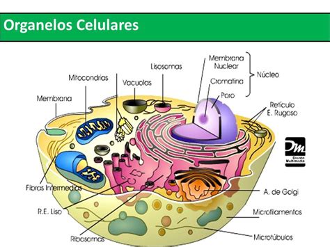 Parte de una célula en ambas En biología celular se denomina orgánulos a las diferentes