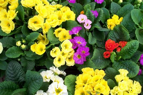 Garden Flowers Primula At Their Summer Cottage Wallpapers And Images