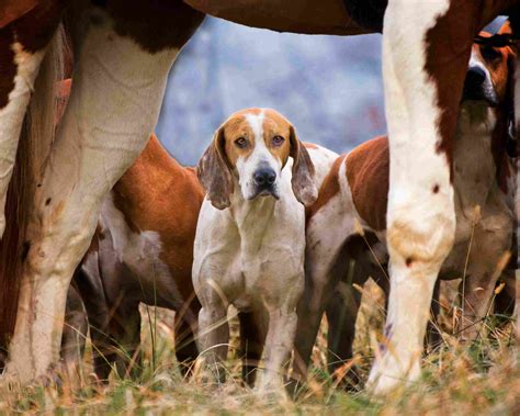 10 Best Dog Breeds For Hunting