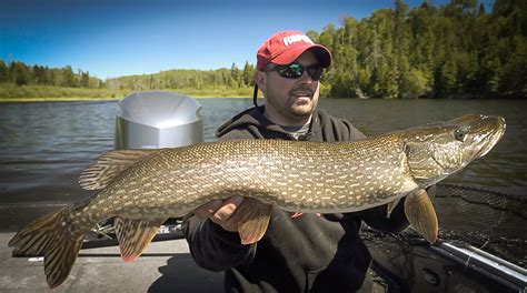 Trophy Pike In Clear Water July Magazine In Depth Outdoors
