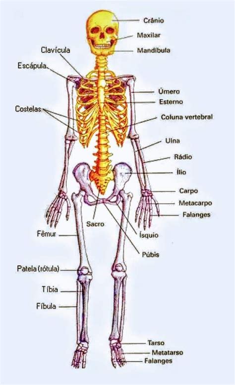 The Skeletal Skeleton And Its Major Bones Are Labeled In This Diagram