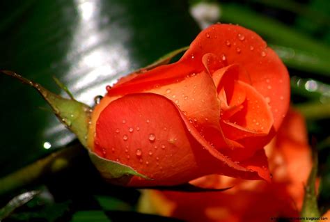 Orange Rose Flowers Important Wallpapers